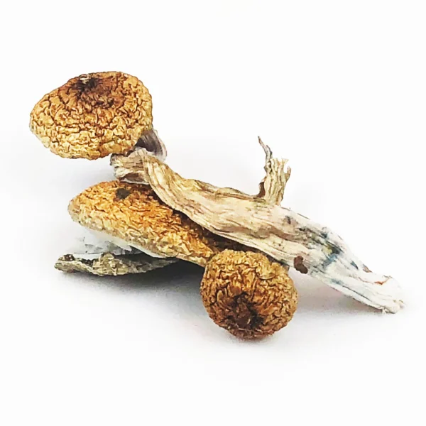 Buy Blue meanie mushroom For Sale Oregon.