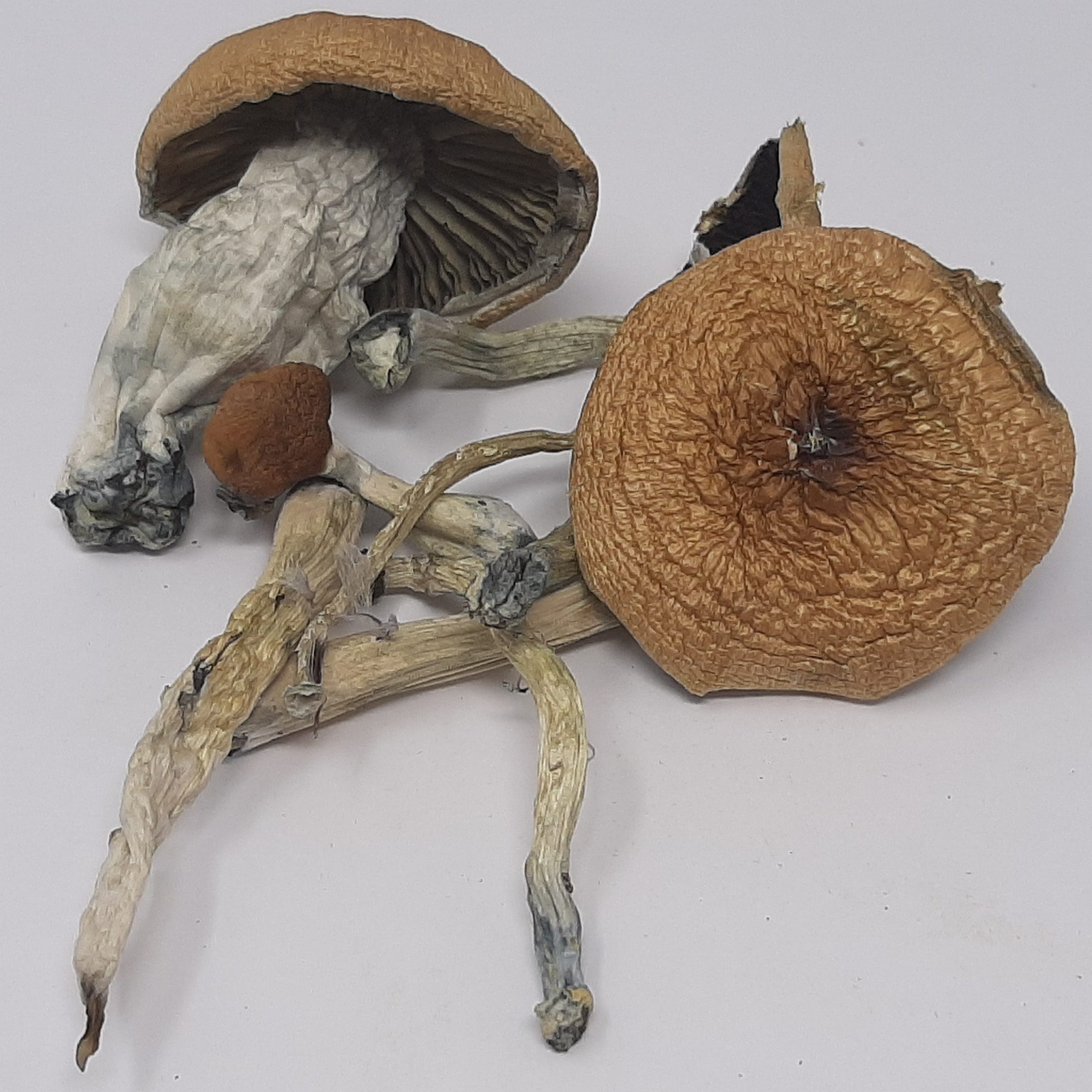 Buy Mazatapec Magic Mushrooms online