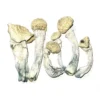 Albino Penis Envy Mushrooms