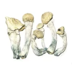Albino Penis Envy Mushrooms