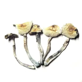 Where to buy B+ magic mushrooms in Oregon