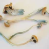 Where to buy B+ magic mushrooms in Oregon