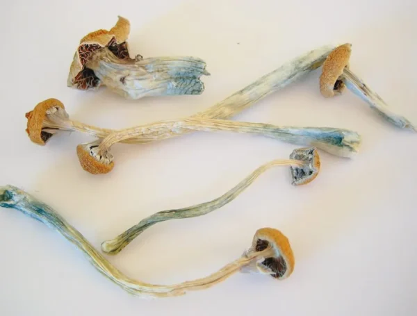 Where to buy B+ magic mushrooms in Oregon