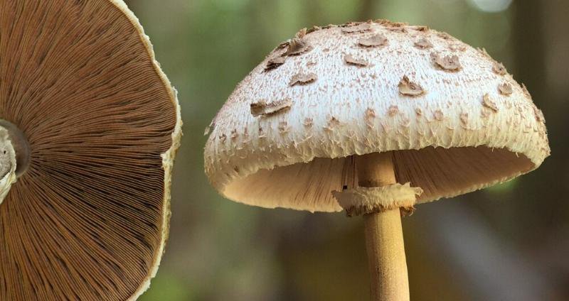 MushroomAnatomyHeader_535b21e90518bf158944eac37449034f_2000