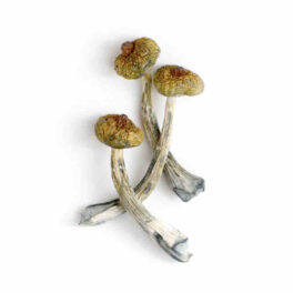 Buy Psilocybe Azurescens Mushroom for sale Oregon