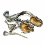 Buy Blue Foot Mushroom.