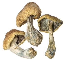 buy Cambodian Magic Mushrooms Oregon