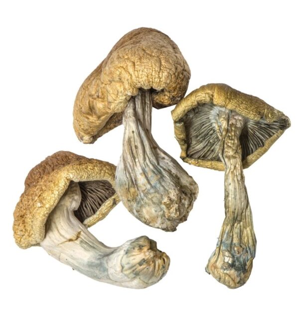 buy Cambodian Magic Mushrooms Oregon