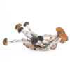 Psilocybe Azurescens Mushroom - Image 2