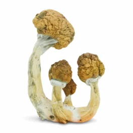 Buy Ecuadorian Mushrooms Oregon