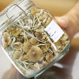 Buy Golden Teachers Mushrooms Oregon