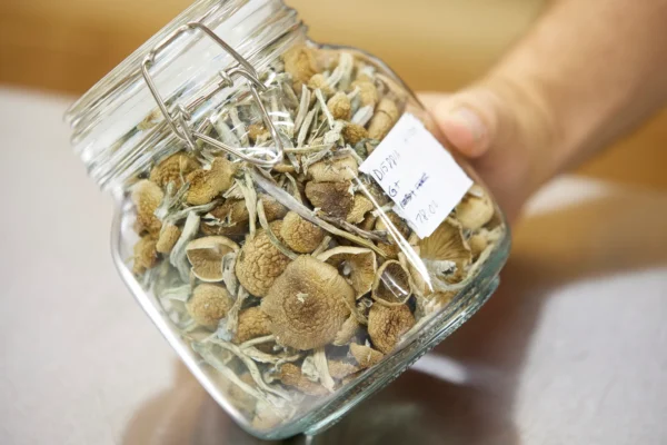 Buy Golden Teachers Mushrooms Oregon